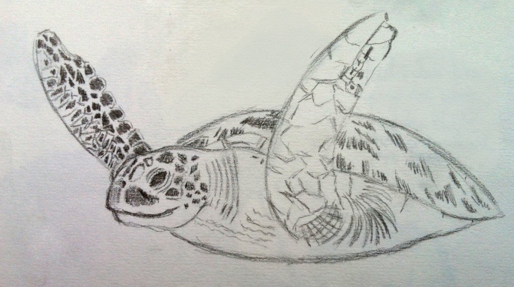 turtle