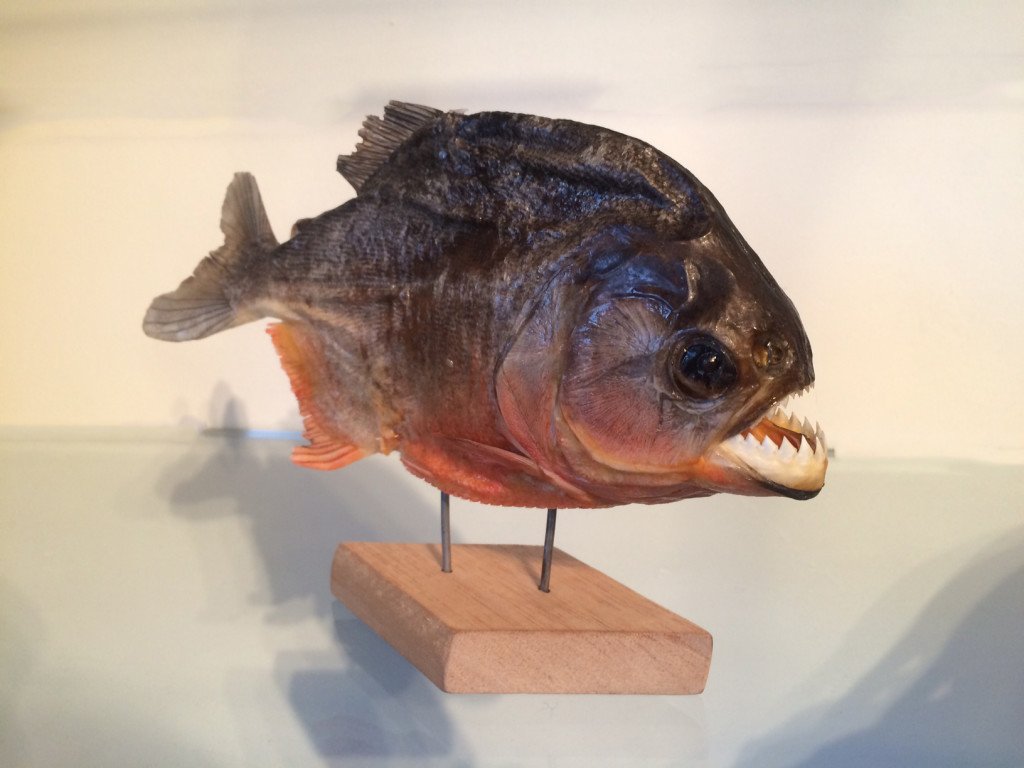 piranha