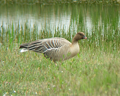 A pink-footed goose.