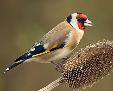 A goldfinch, perched on its favourite food, a thistle.