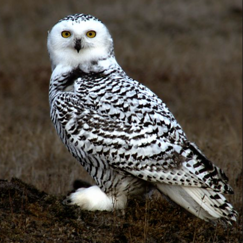 A female snowy owl.