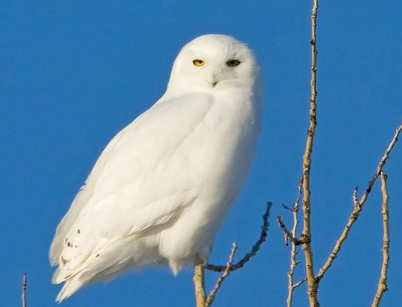 A male snowy owl.