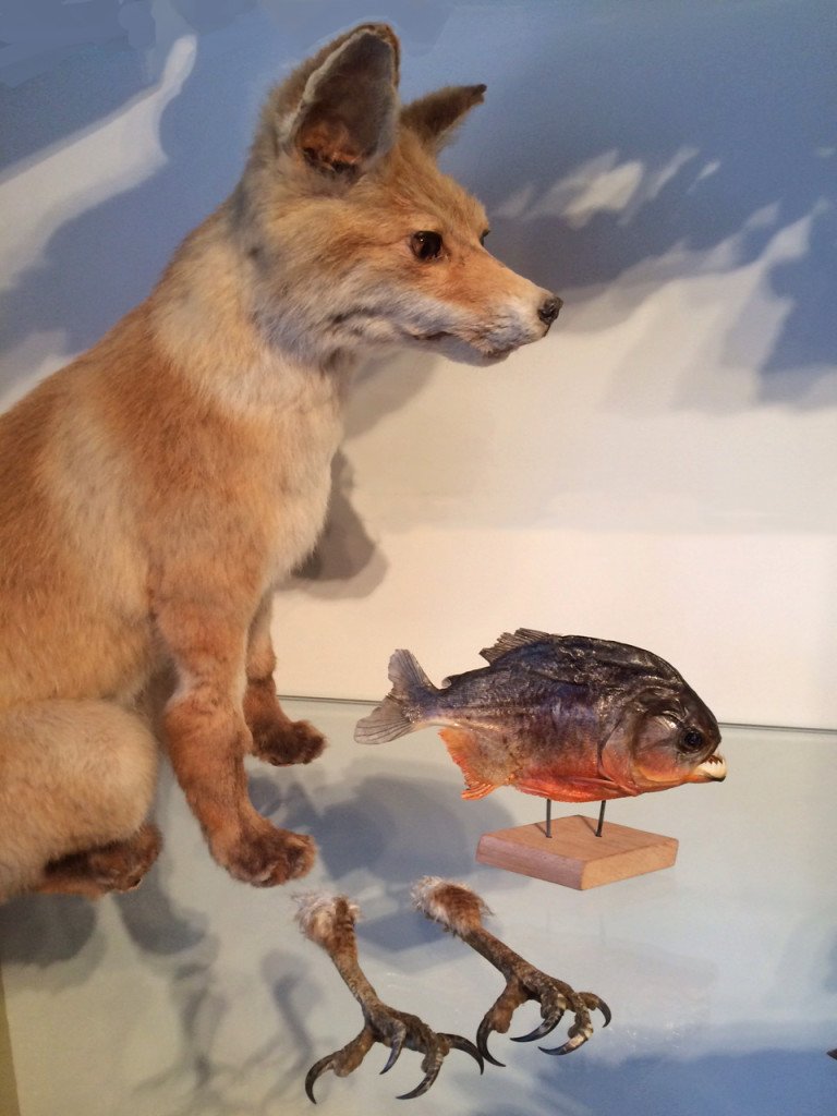 fishy-fox
