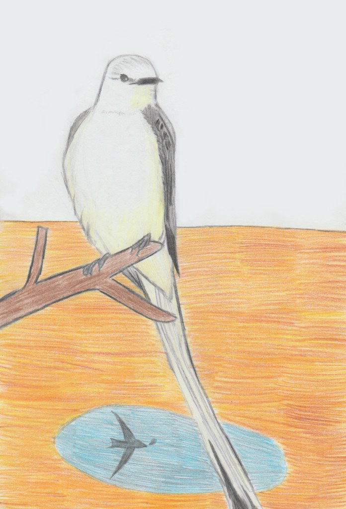 scissor-tailed-flycatcher