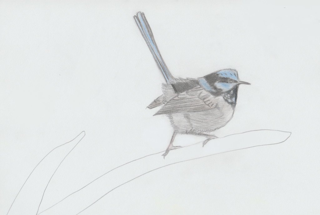 superb-fairy-wren