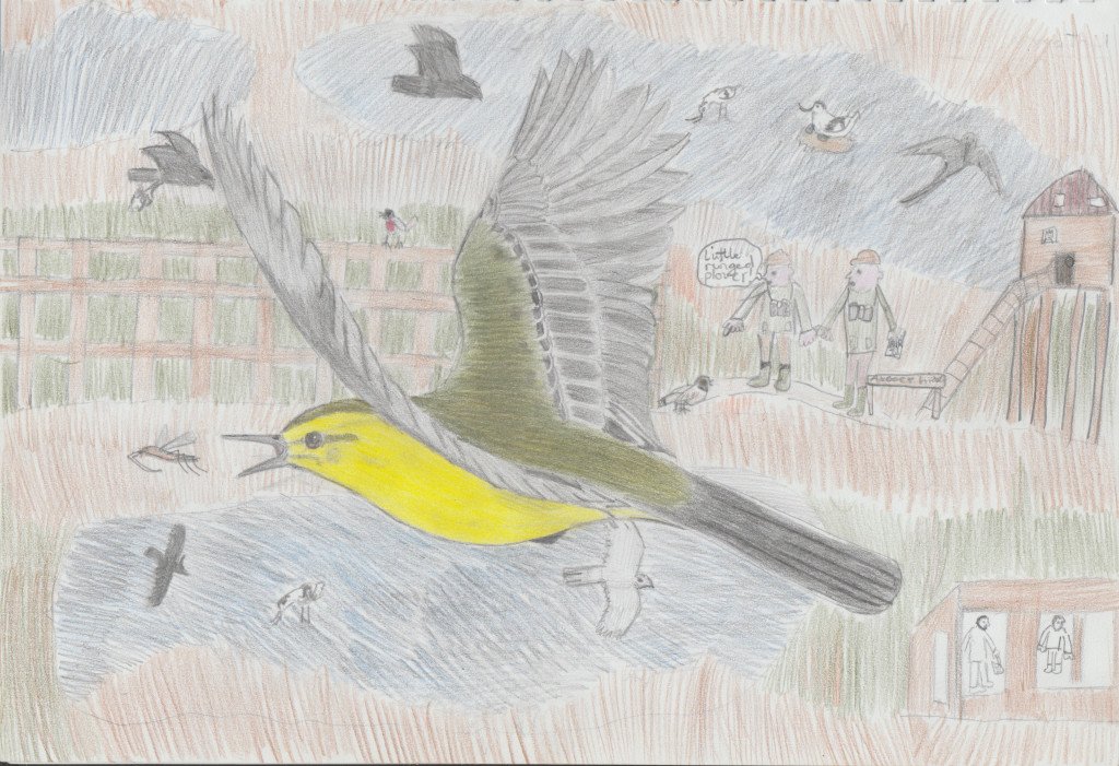 yellow-wagtail