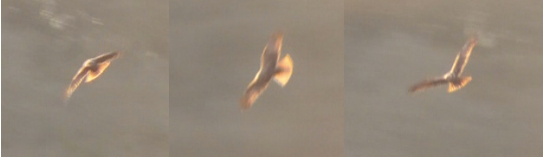These are some still images from Mummy's film of a marsh harrier.