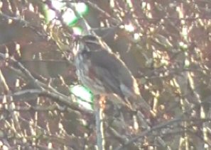 This is a still image from a redwing that I managed to film.
