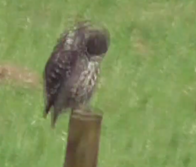 Sorry, it's a very blurry screenshot; I didn't have a tripod and it was a good distance away.