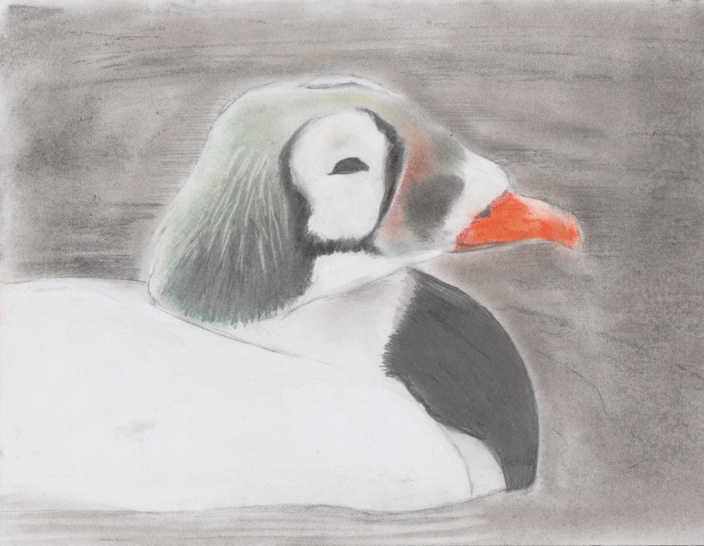 Spectacled eider in pastel