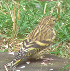 Juvenile siskin growing new tail-feathers