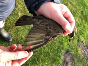 1st calendar year due white-tipped tertials