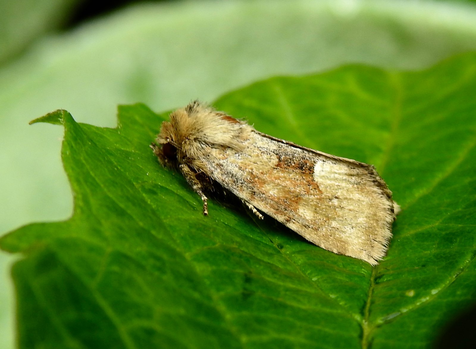 Middle-barred Minor