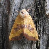 CENTRE-BARRED SALLOW