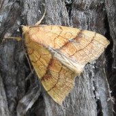 ORANGE SALLOW