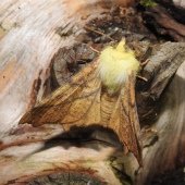 CANARY-SHOULDERED THORN