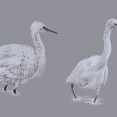 LITTLE EGRETS