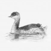 SLAVONIAN GREBE (FOR 2019 CARSINGTON BIRD REPORT)