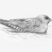 LONG-TAILED SKUA (FOR 2019 CARSINGTON BIRD REPORT)