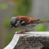 MALE HOUSE SPARROW