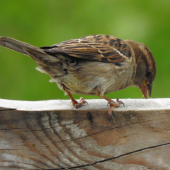 FEMALE HOUSE SPARROW