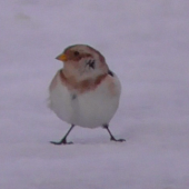 Snow bunting, Lecht Ski Centre