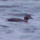 Long-tailed duck, Burghead Bay