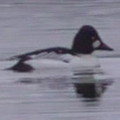 Goldeneye, Loch Morlich