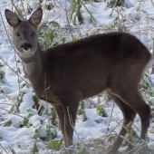 Roe deer