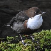 DIPPER