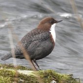 DIPPER