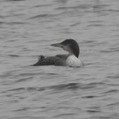 JUV GREAT NORTHERN DIVER