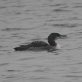JUV GREAT NORTHERN DIVER