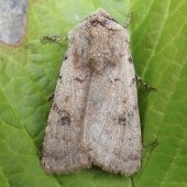 LIGHT FEATHERED RUSTIC