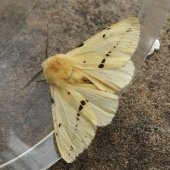 BUFF ERMINE