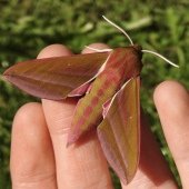 ELEPHANT HAWK-MOTH