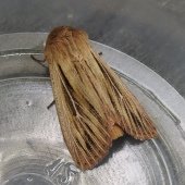 SHOULDER-STRIPED WAINSCOT