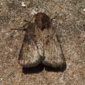 (WORN) BROWN RUSTIC