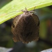 LOZOTAENIA FORSTERANA