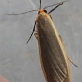 COMMON FOOTMAN