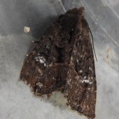 COMMON RUSTIC AGG