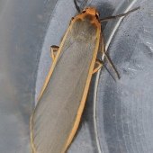 COMMON FOOTMAN