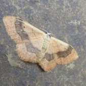 RIBAND WAVE