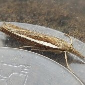 AGRIPHILA TRISTELLA