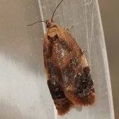 ACLERIS HOLMIANA