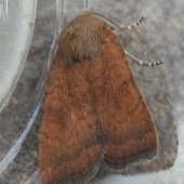 LEAST YELLOW UNDERWING