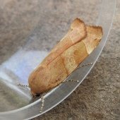 BROAD-BORDERED YELLOW UNDERWING (FEMALE)