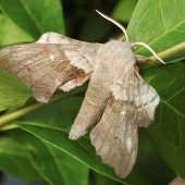 POPLAR HAWK-MOTH