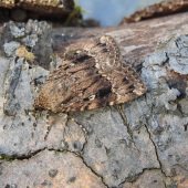 COPPER UNDERWING AGG