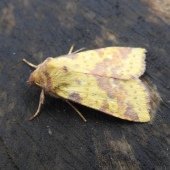 PINK-BARRED SALLOW